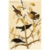 Image 1 : Rusty Grackle (Paper Poster)