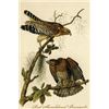 Image 1 : Red Shouldered Buzzard (Paper Poster)