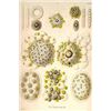 Image 1 : Collozoum Merme (Canvas Art)