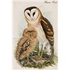 Image 1 : Barn Owl (Canvas Art)