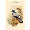 Image 1 : Columba Livia - Rock Pigeon (Paper Poster)
