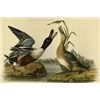Image 1 : Shoveler Duck (Canvas Art)