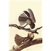 Image 1 : Chuck-Wills Willow (Canvas Art)