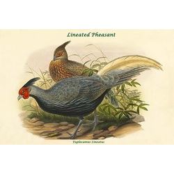 Euplocamus Lineatus - Lineated Pheasant (Canvas Art)