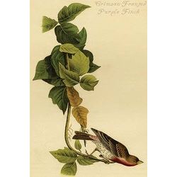 Crimson-Fronted Purple Finch (Canvas Art)