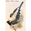 Image 1 : Yelllow Billed Magpie (Paper Poster)