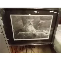 FRAMED LIMITED EDITION PRINT - HIMALAYAN HUNTER - SNOW LEOPARD - READLEY PARISH - ESTIMATED GALLERY 