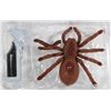 Image 1 : NEW REMOTE CONTROL TARANTULA