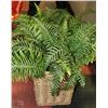 Image 1 : SHOWHOME BASKET WITH ARTIFICIAL PLANTS