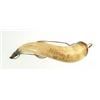 Image 1 : EARLY LARGE POWDER HORN