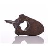 Image 2 : Huge Petrified Dinosaur Vertebrae. Provenance: