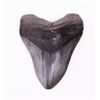 Image 1 : Large Megalodon Shark Tooth Of Museum Quality