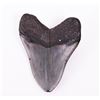 Image 2 : Large Megalodon Shark Tooth Of Museum Quality