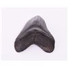 Image 3 : Large Megalodon Shark Tooth Of Museum Quality