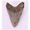 Image 2 : Large Megalodon Shark Tooth Approximately 5.2
