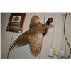 Image 1 : Stuffed male pheasant