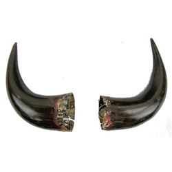 2 Antique Buffalo Horns