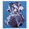 Image 1 : Lowell Blair Nesbitt, Blue Iris on Blue, Serigraph