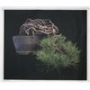 Image 1 : Jonathan Singer, Pine Bonsai, Digital Photo
