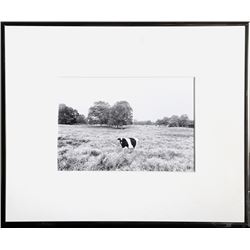 Unknown Artist - Cow in Pasture, Photograph