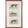Image 1 : William Home Lizars, Felis Leopardus, Felis Javanensis, Felis Bengalensis, Engraving Triptych