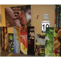 LOT OF ASSORTED PICTURES AND RACOON PICTURE