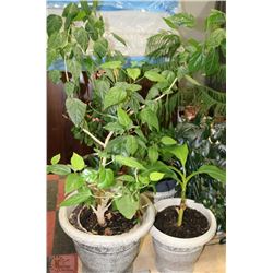 PALLET OF 9  ASSORTED LIVE/REAL  PLANTS