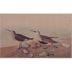 after James Audubon (1785-1851) American, RED BACKED SANDPIPER, 1835, Havell color aquatint etc...