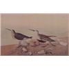 after James Audubon (1785-1851) American, RED BACKED SANDPIPER, 1835, Havell color aquatint etc...