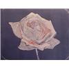 Image 1 : Fritz Scholder (b. 1937) American, BLUE ROSE #2, color monoprint, signed in pencil, image 17 1/...