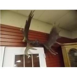 EXTRA LARGE MOUSE ANTLERS - 42' X 33"