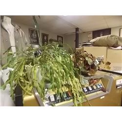 LIVE PLANTS - 2 TTL