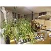 Image 1 : LIVE PLANTS - 2 TTL
