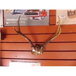 SET OF ANTLERS
