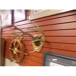 AUTHENTIC DEER ANTLERS - MOUNTED ON PLAQUE