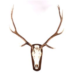 Montana Trophy Bull Elk European Mount