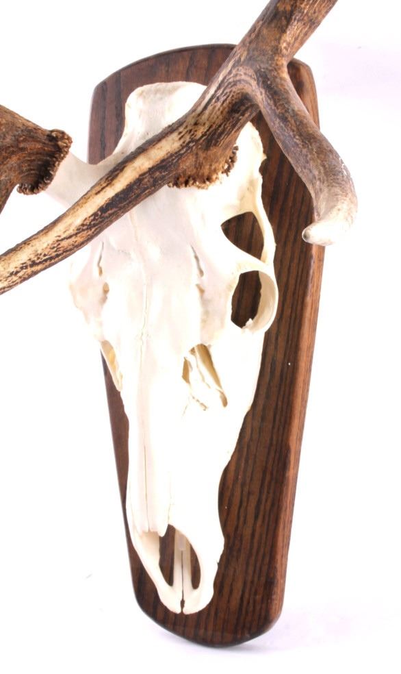 Montana Trophy Bull Elk European Mount