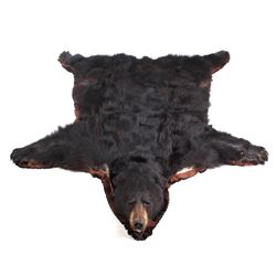 Montana Trophy Black Bear Taxidermy Rug Mount