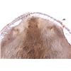 Image 2 : Native American Willow Hope Stretch Beaver Hide