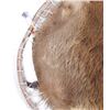 Image 5 : Native American Willow Hope Stretch Beaver Hide