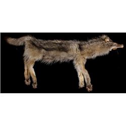 Large Montana Timber Wolf Hide Skinned and Tanned