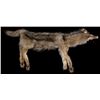 Image 1 : Large Montana Timber Wolf Hide Skinned and Tanned