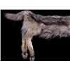 Image 2 : Large Montana Timber Wolf Hide Skinned and Tanned