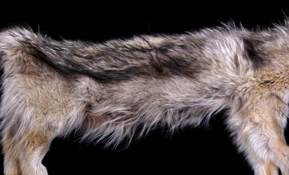 Large Montana Timber Wolf Hide Skinned and Tanned