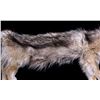 Image 3 : Large Montana Timber Wolf Hide Skinned and Tanned