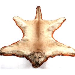 Montana Trophy Mountain Lion Taxidermy Rug Mount