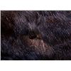 Image 5 : Montana Trophy Moose Hide