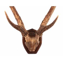 Stag Horn European Mount