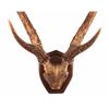 Image 1 : Stag Horn European Mount