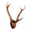 Image 2 : Stag Horn European Mount